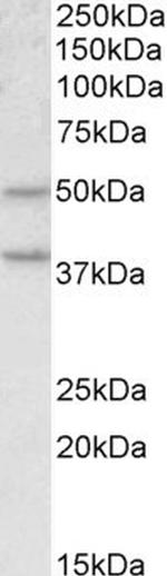 MBOAT4 Polyclonal Antibody
