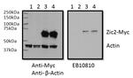 ZIC2 Antibody in Western Blot (WB)