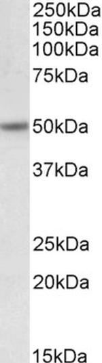 Orexin Receptor 2 Polyclonal Antibody