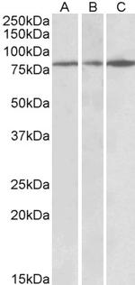 PAPD5 Polyclonal Antibody