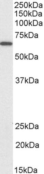 PDIA2 Polyclonal Antibody, Biotin