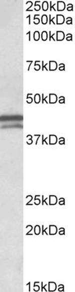 Apolipoprotein L1 Polyclonal Antibody