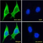 Jagged1 Polyclonal Antibody