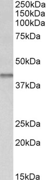 IDH3B Polyclonal Antibody
