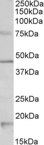 HTR1A Polyclonal Antibody