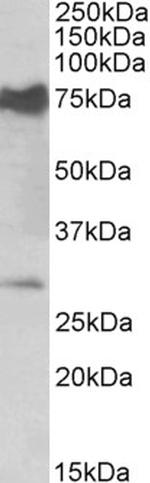 NMNAT3 Polyclonal Antibody