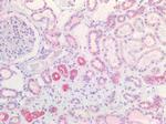 IGF2 Antibody in Immunohistochemistry (Paraffin) (IHC (P))