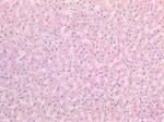 IGF2 Antibody in Immunohistochemistry (Paraffin) (IHC (P))