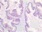 IGF2 Antibody in Immunohistochemistry (Paraffin) (IHC (P))