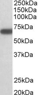 GAD67 Polyclonal Antibody