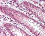 DEFB107A Polyclonal Antibody