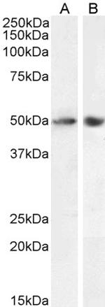 SOX10 Polyclonal Antibody