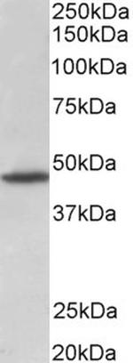 GPR83 Polyclonal Antibody