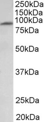 MFSD6 Antibody in Western Blot (WB)