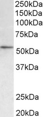 HDAC1 Polyclonal Antibody