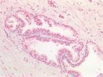 SOX9b Antibody in Immunohistochemistry (Paraffin) (IHC (P))