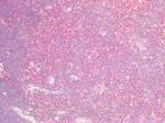 SOX9b Antibody in Immunohistochemistry (Paraffin) (IHC (P))