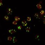 Lava Lamp Antibody in Immunocytochemistry (ICC/IF)