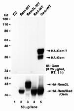 GEM Polyclonal Antibody