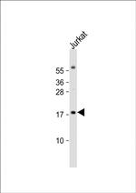 RBM3 Antibody in Western Blot (WB)