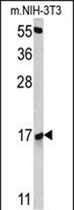 RBM3 Antibody in Western Blot (WB)