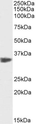 PCNA Antibody in Western Blot (WB)