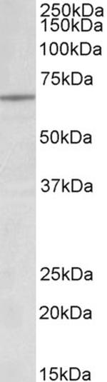 Lamin B1 Polyclonal Antibody