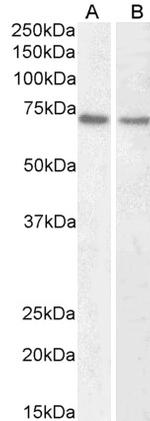 Lamin B1 Polyclonal Antibody