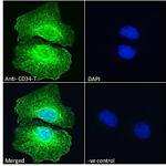 CD34-T Polyclonal Antibody