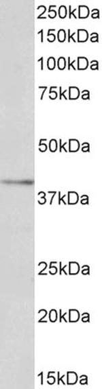 LOX-1 Polyclonal Antibody