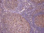 c-Fos Polyclonal Antibody