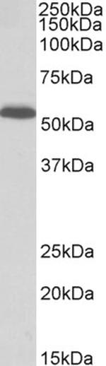 PCOLCE Polyclonal Antibody