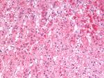 SGTA Antibody in Immunohistochemistry (Paraffin) (IHC (P))