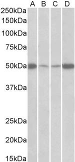 EEF1A2 Polyclonal Antibody