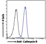 Cathepsin B Antibody in Flow Cytometry (Flow)