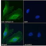 Cathepsin B Antibody in Immunocytochemistry (ICC/IF)