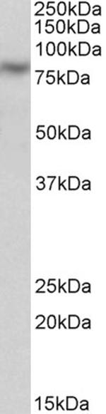 Calpain 1 Antibody in Western Blot (WB)