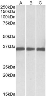 MDH1 Polyclonal Antibody