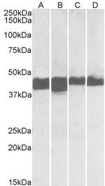 Creatine Kinase MM Antibody in Western Blot (WB)