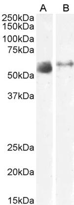 SLC7A7 Polyclonal Antibody