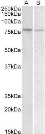 BACH1 Polyclonal Antibody
