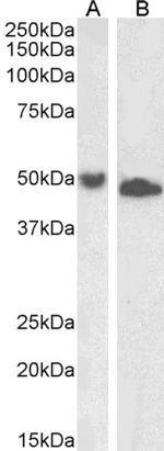 DPF2 Polyclonal Antibody