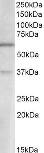 VGLUT2 Polyclonal Antibody