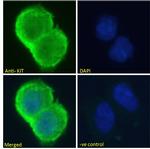 c-Kit Polyclonal Antibody
