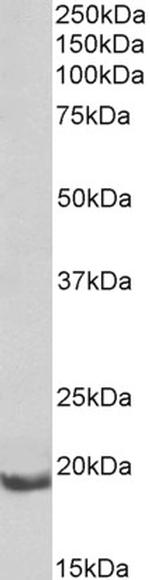 BCL2A1 Polyclonal Antibody