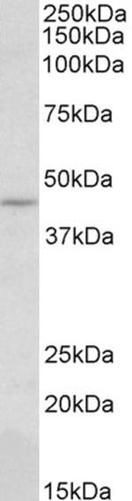 LZIP Antibody in Western Blot (WB)
