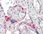 C7 Antibody in Immunohistochemistry (Paraffin) (IHC (P))