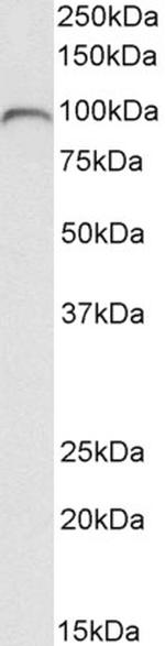 C7 Antibody in Western Blot (WB)