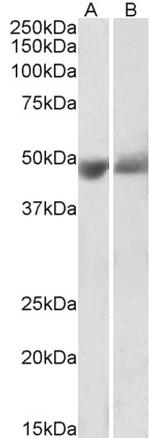 PEDF Polyclonal Antibody