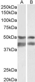 E2F4 Polyclonal Antibody